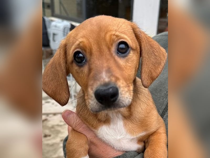 Sandorah - (Dringend Pflegestelle oder Zuhause gesucht) Wo darf ich ankommen?