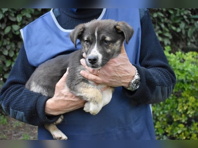 Virox - Kuckuck...hallo...sind da draußen Menschen?