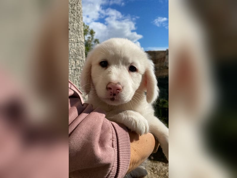 Ina - (Dringend Pflegestelle oder Zuhause gesucht) Neunmal werden wir noch wach...