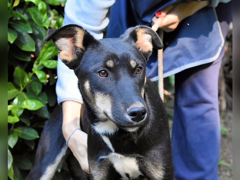 Damiana - ein schüchternes Hundemädchen sucht Sicherheit