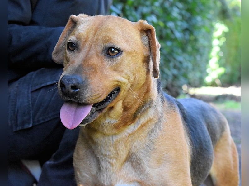 Linnea - Hauptsache ihr großes Herz passt in`s Körbchen