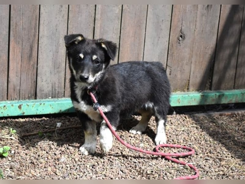 Vessilia - Kuckuck...hallo...sind da draußen Menschen?