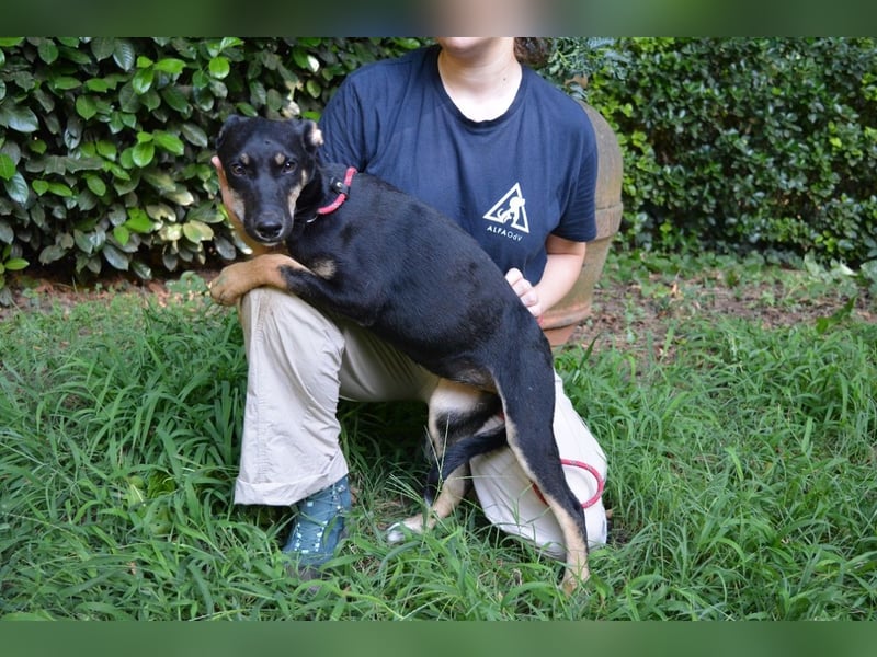 Damiana - ein schüchternes Hundemädchen sucht Sicherheit