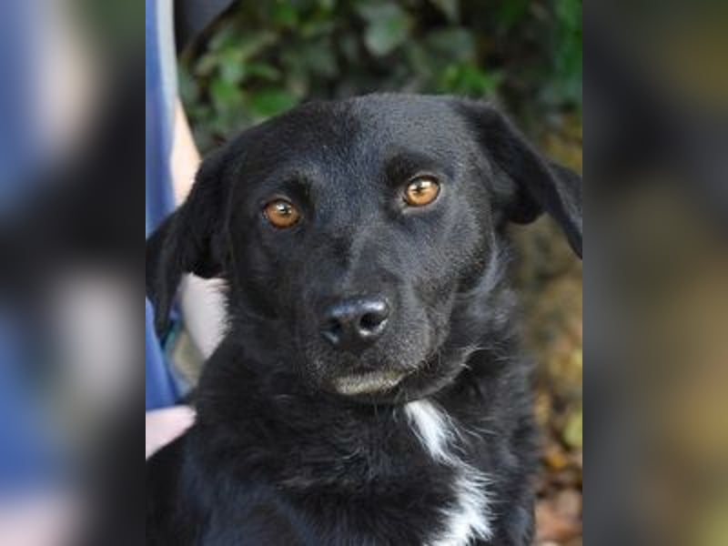 Rafeed - Möge der kleine Drache ihn beschützen