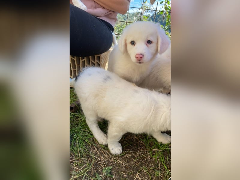 Ina - (Dringend Pflegestelle oder Zuhause gesucht) Neunmal werden wir noch wach...