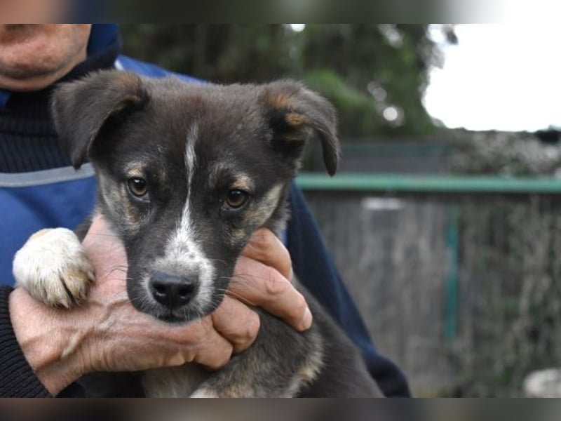 Virox - Kuckuck...hallo...sind da draußen Menschen?