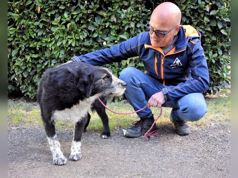 Dino - Gentleman auf Irrwegen