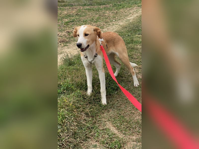 Wurstel - Die leise Hoffnung, dass etwas Besseres kommt