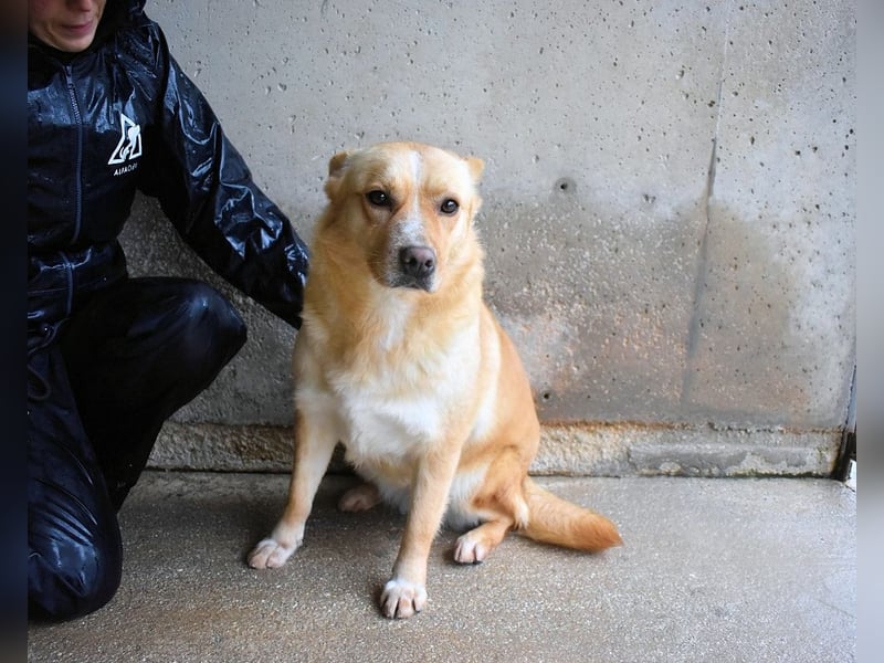 Sigrid - es ist wankelmütig, dieses Schicksal