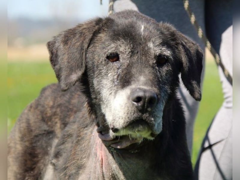 Gweni - SOS - Hoffnung auf ein Ende der Odyssee