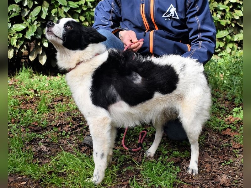 Crix - Hat seine Fledermausohren auf Empfang