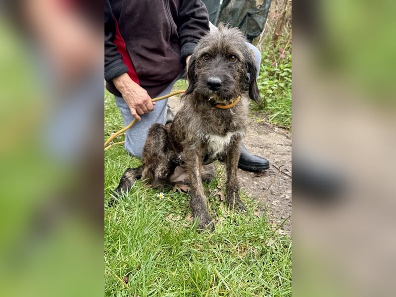 Estella - will dein Fixstern werden