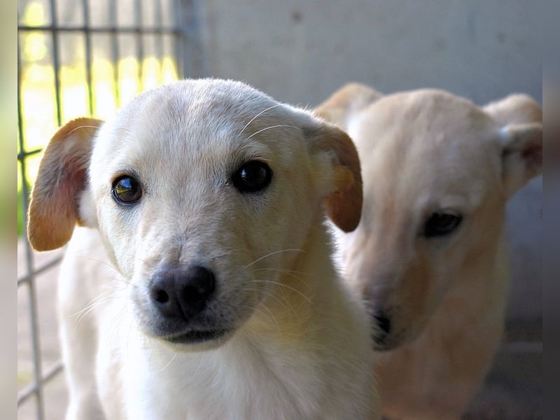 Elvio - seine Mut-Münzen sind fast aufgebraucht