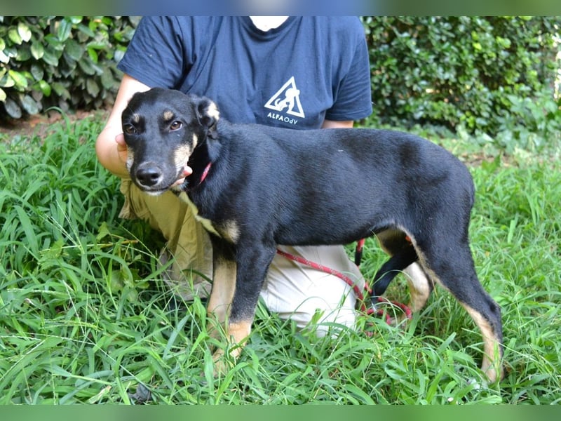 Damiana - ein schüchternes Hundemädchen sucht Sicherheit