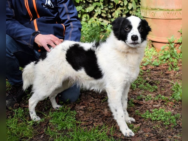 Crix - Hat seine Fledermausohren auf Empfang