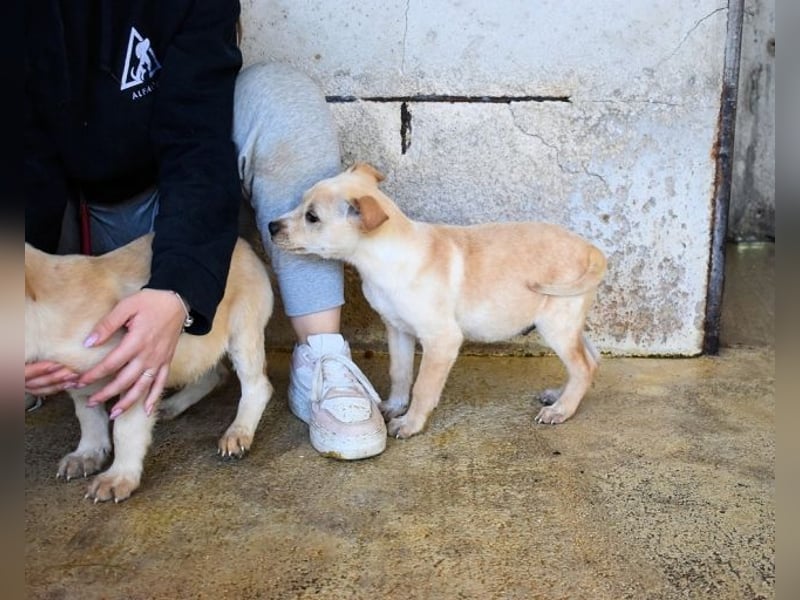 Sniffy - ...und Sirette halten zusammen