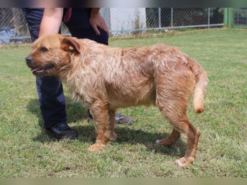 Icarus - Ein freundlicher Charmeur