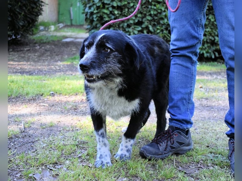 Dino - Gentleman auf Irrwegen
