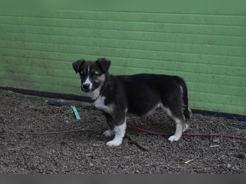 Virox - Kuckuck...hallo...sind da draußen Menschen?