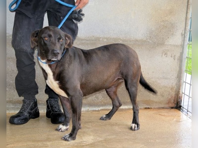 Perlyn - Charmante Ex-Sommerfigur mit Modelpotenzial