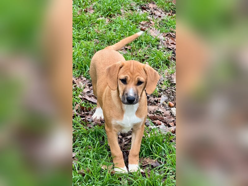 Salvina - (Dringend Pflegestelle oder Zuhause gesucht) wo darf ich ankommen?