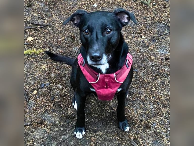 Taya - Manchmal hält das Glück nicht ewig