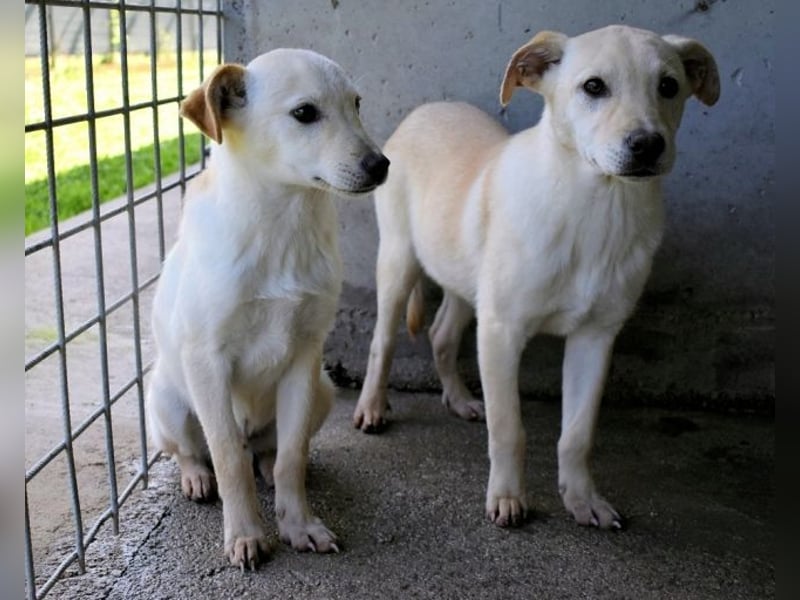 Elvio - seine Mut-Münzen sind fast aufgebraucht