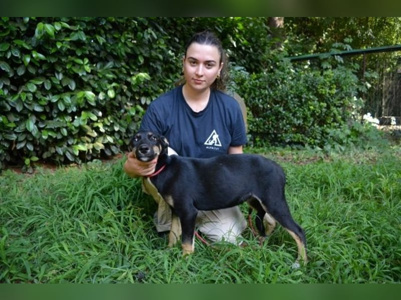 Damiana - ein schüchternes Hundemädchen sucht Sicherheit