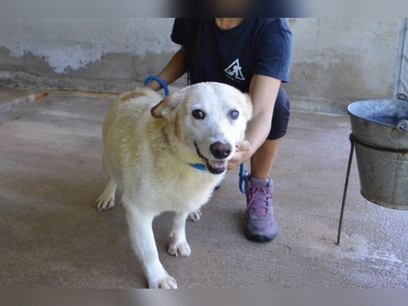 Darik - SOS- Der Rentner im falschen Wartezimmer