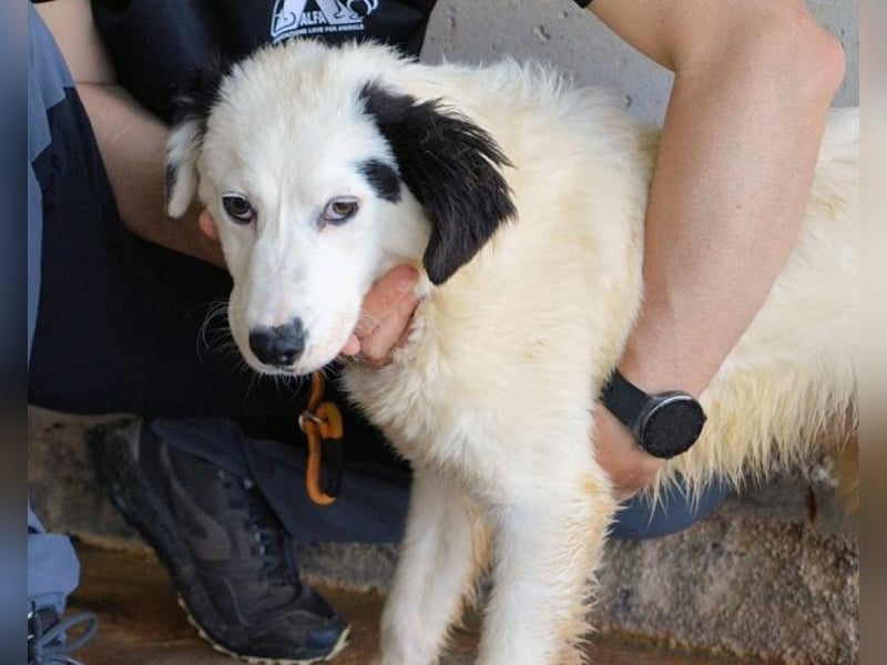 Rylando - Ein Anfang, der nie kam