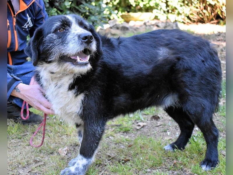 Dino - Gentleman auf Irrwegen