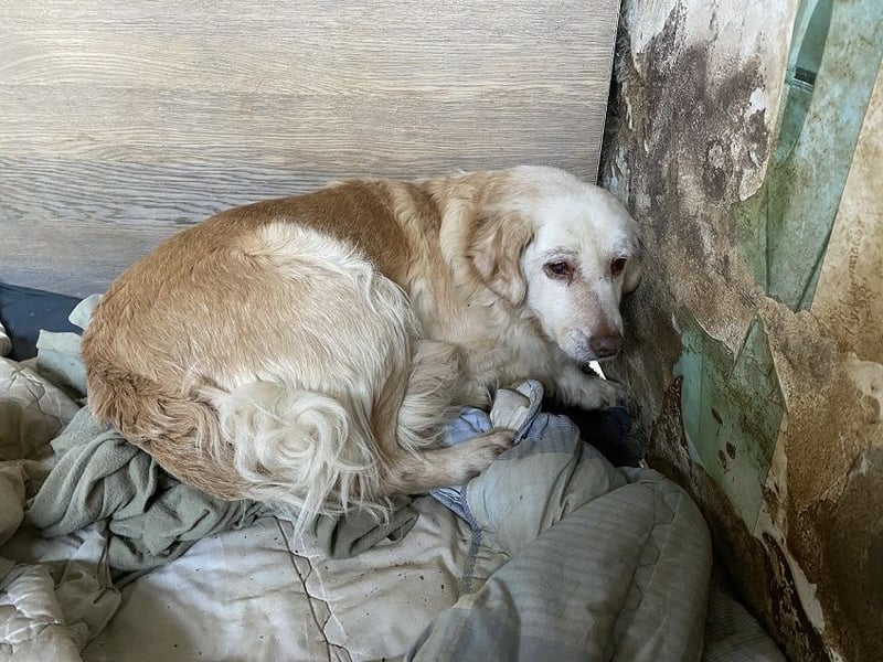 Ruby - wenn aus vorsichtigem Mut echtes Vertrauen wächst