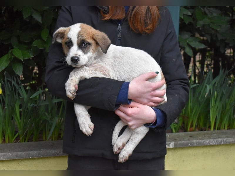Elenio - SOS - Dringend Zuhause gesucht - Ein leuchtendes Fellknäuel