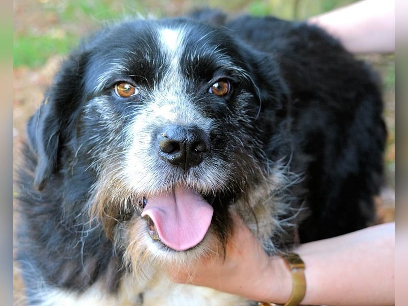 Dino - Gentleman auf Irrwegen