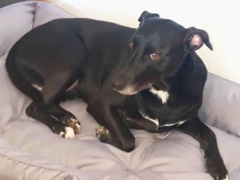 Taya - Manchmal hält das Glück nicht ewig