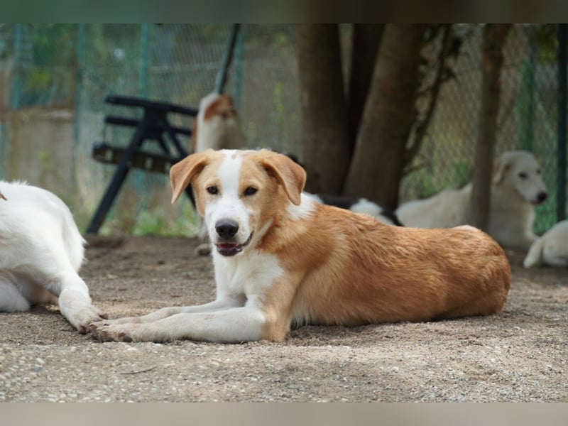 Wurstel - Die leise Hoffnung, dass etwas Besseres kommt