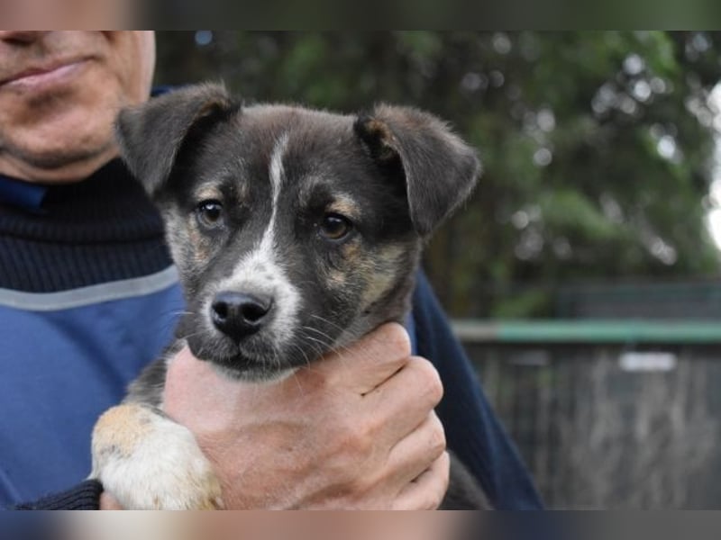 Virox - Kuckuck...hallo...sind da draußen Menschen?