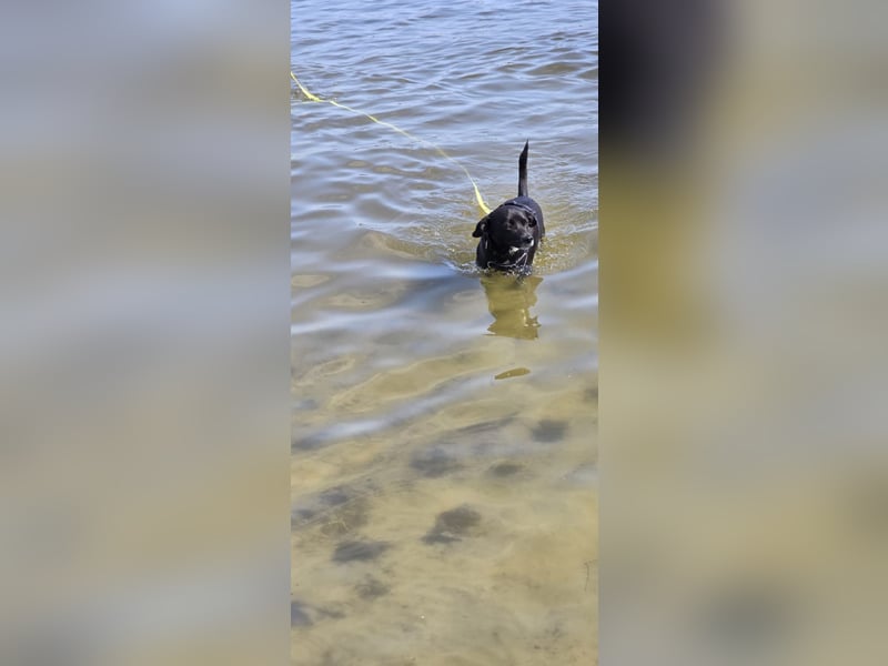 Nikulas - Hallo neues Glück!