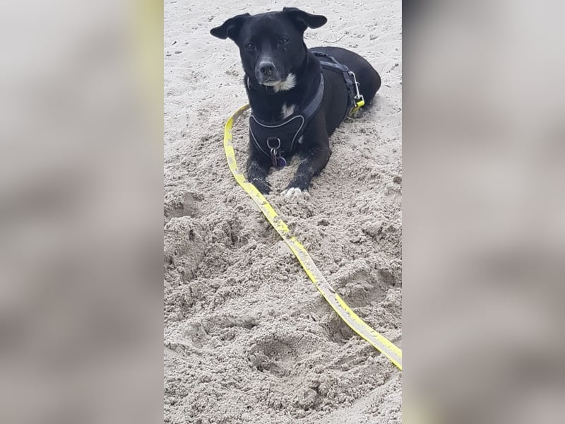 Nikulas - Hallo neues Glück!