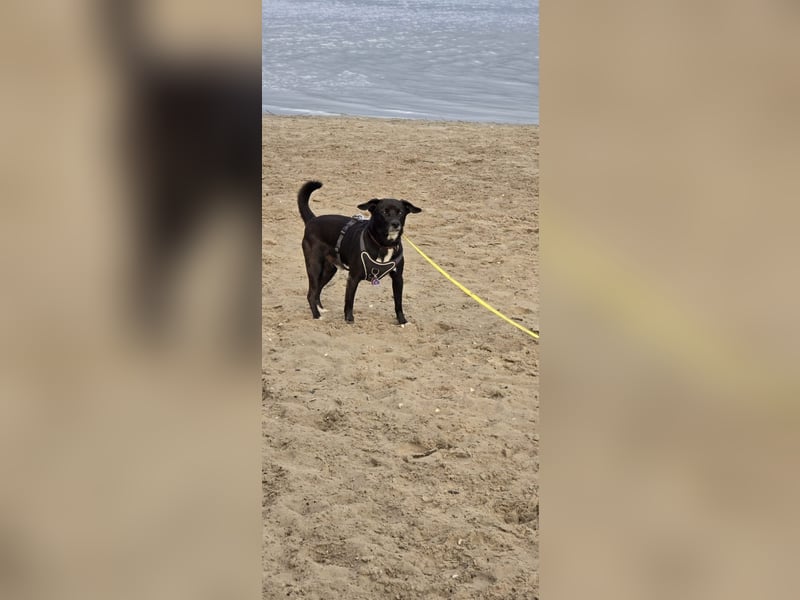 Nikulas - Hallo neues Glück!