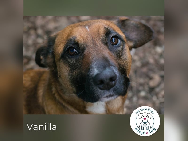 Vanilla sucht ein Zuhause