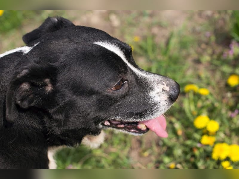 Sherlock: Ungebrochene Lebensfreude