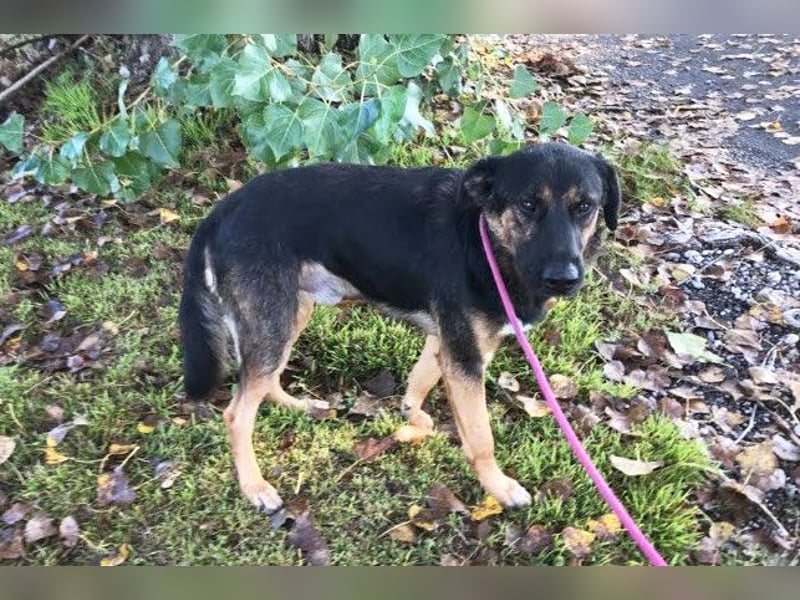 Darcy – Sensible Seele auf der Suche nach Lieblingsmenschen