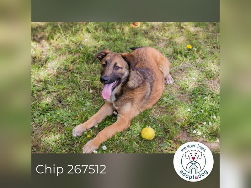 Chip 267512 sucht ein Zuhause