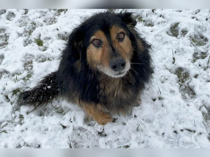 Lennox: treuer Begleiter sucht Familie