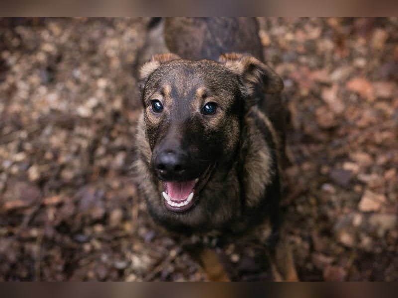 Duke: Jung und lebensfroh