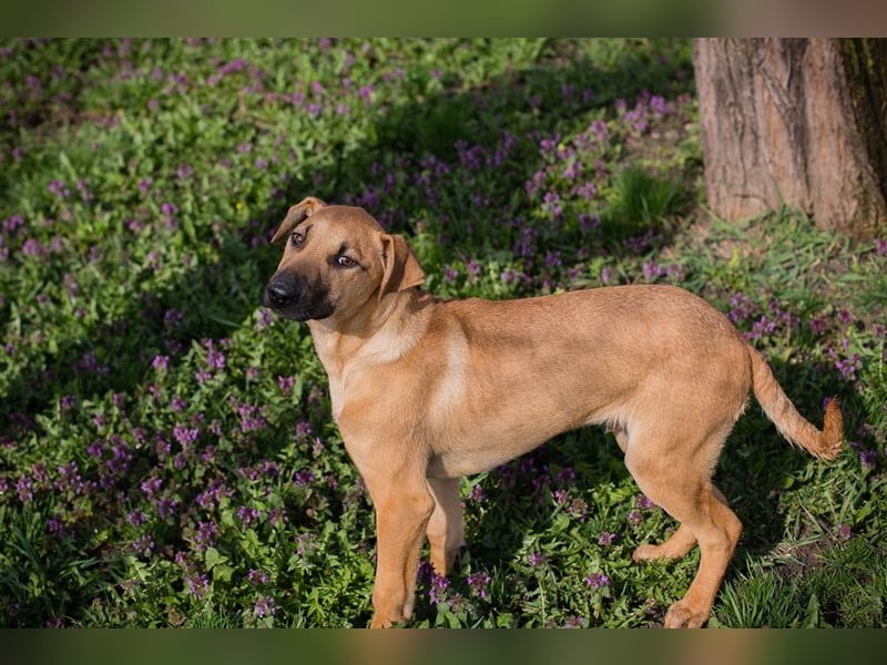 Chip 271274 sucht ein Zuhause