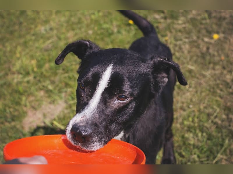 Sherlock: Ungebrochene Lebensfreude