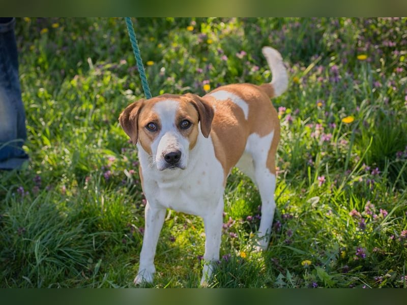 Mogli sucht ein Zuhause