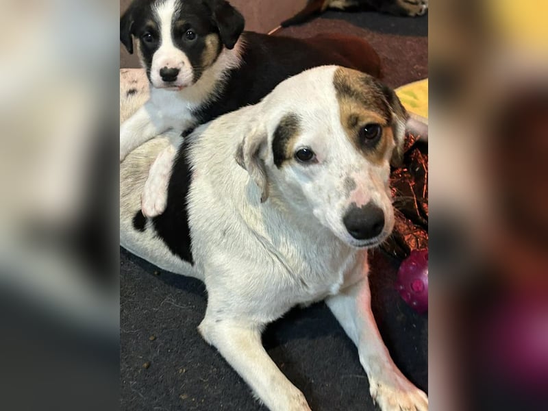 Kira sucht ein Zuhause